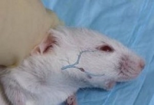 Lancets (mouse, rat, chicken, pigs)